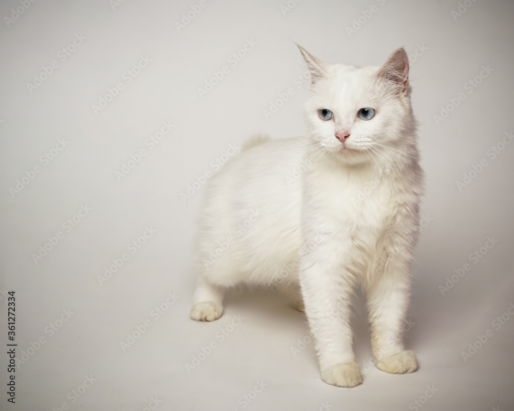 Persian cat who was turning his head, as if he saw something strange. This cat smells an attention-grabbing scent to hunt it. a very serious cat expression.