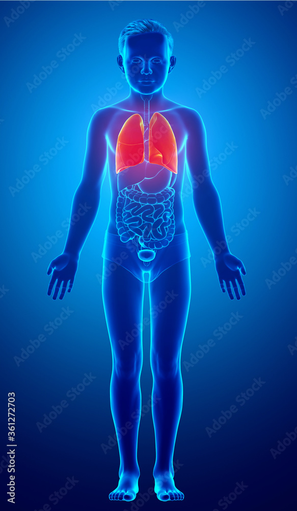 3d rendered, medically accurate illustration of a young boy lung anatomy 3d rendered, medically accurate illustration of a young boy lung anatomy