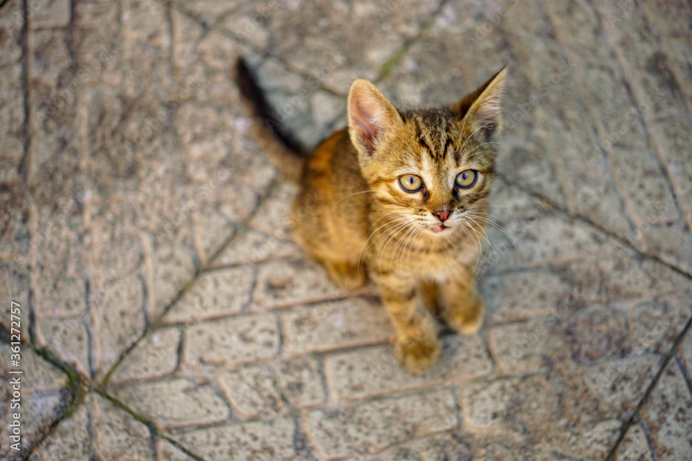 Lovely tabby kitten sitting on the stone floor outdoor. Lovely tabby kitten sitting on the stone floor outdoor.