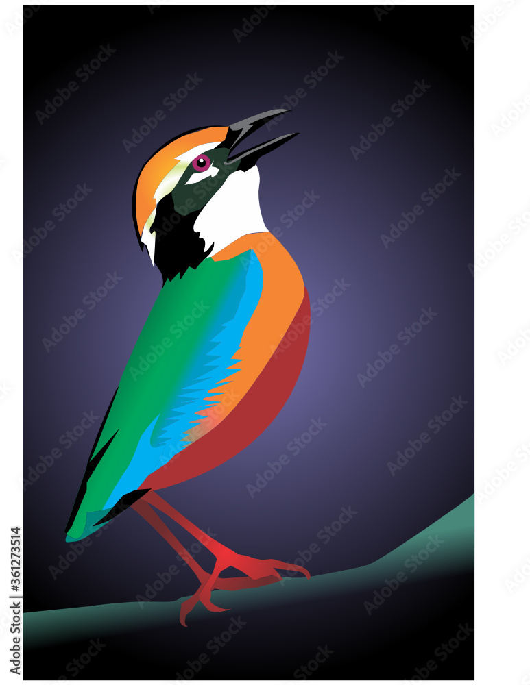 Fototapeta premium Indian Pitta