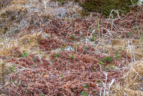 Rock Sandpiper (Calidris ptilocnemis) at nest in St. George Island, Pribilof Islands, Alaska, USA