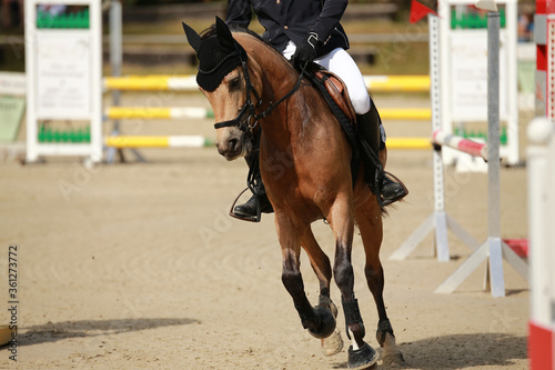 Show jumping horse with rider on the show ground..