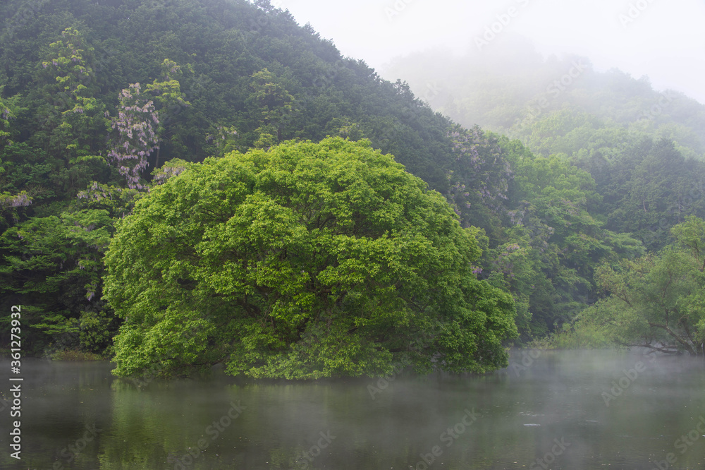 靄が美しい湖と面白い形の樹木