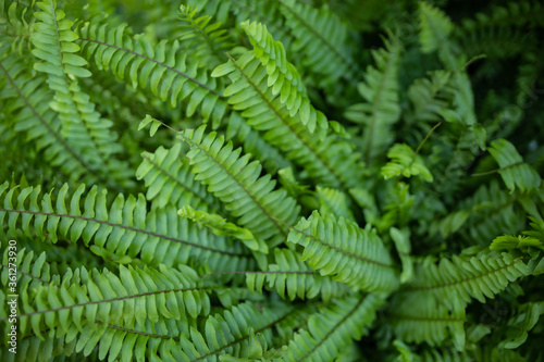  Shrubs of green fern leaves. Background made by green leaves fern.