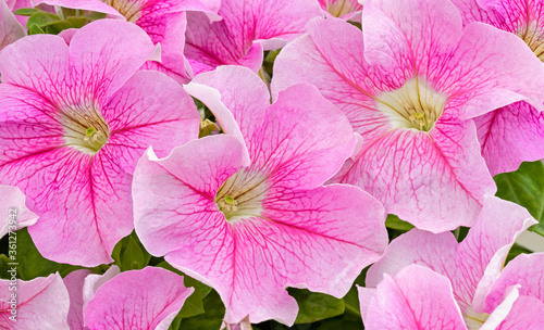 Blooming Pink Petunia Flowers close up