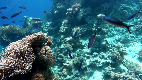 Wallpaper Mural Diving. Tropical fish and coral reef. Underwater life in the ocean.  Torontodigital.ca