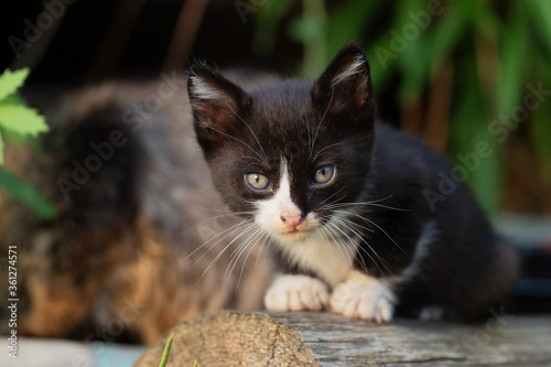 Cute stray kitten portrait outdoors