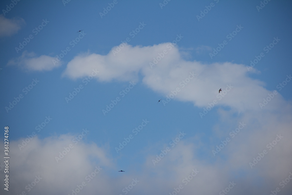 flying in the sky flying in the sky