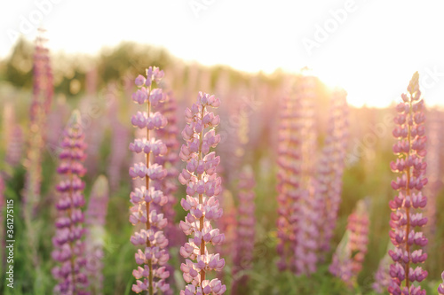 .Lupins