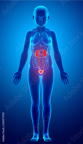 3d rendered, medically accurate illustration of the young girl highlighted kidneys and urinary system
