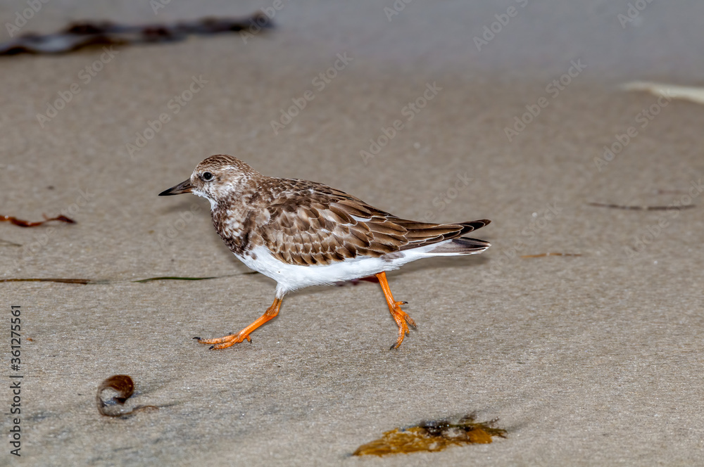 Ruddy Turnstone (Arenaria interpres) in Malibu Lagoon, California, USA Ruddy Turnstone (Arenaria interpres) in Malibu Lagoon, California, USA