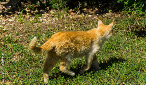 Il gattino che passeggia in estate