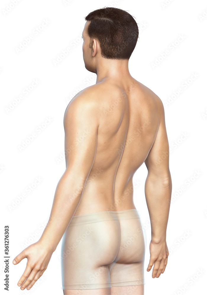 3d rendered illustration of the male body 3d rendered illustration of the male body