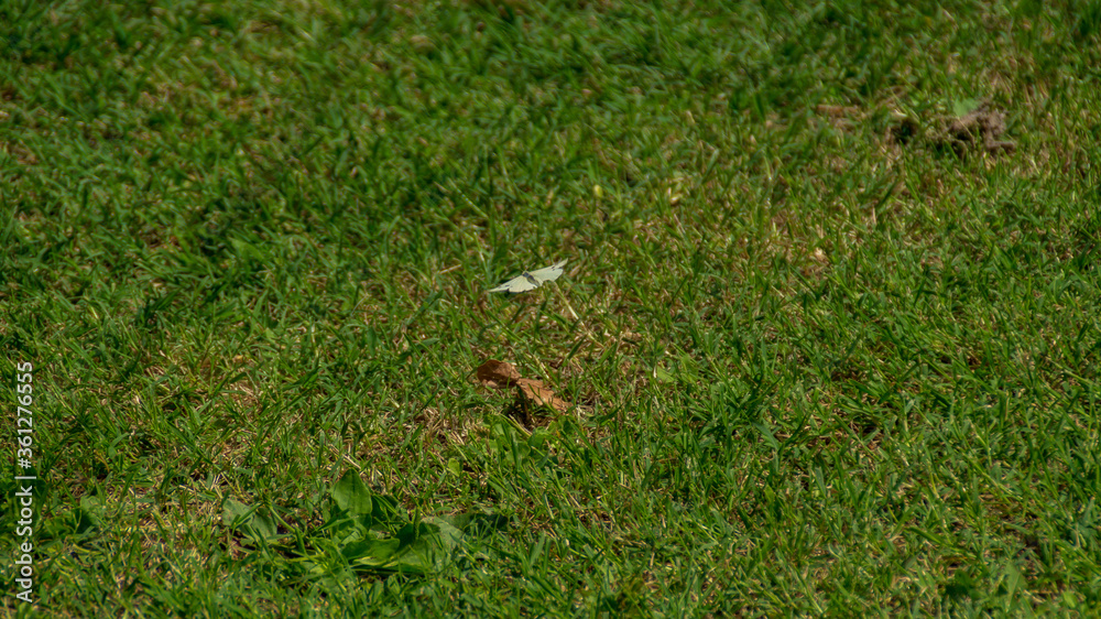 Obraz premium Farfalla bianca in volo