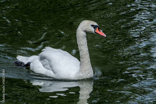 Mute Swan (Cygnus olor) in park