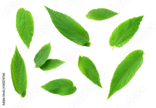 fresh Muntingia calabura leaves isolated on the white background, top view © Amy Lv