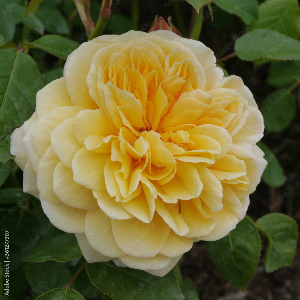 Peach Yellow Flowering CHARLOTTE Rose Peach Yellow Flowering CHARLOTTE Rose