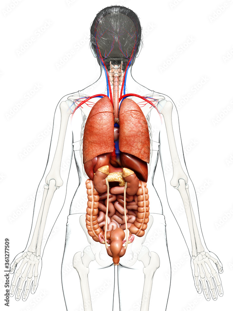 3d rendered medically accurate illustration of female Digestive System 3d rendered medically accurate illustration of female Digestive System