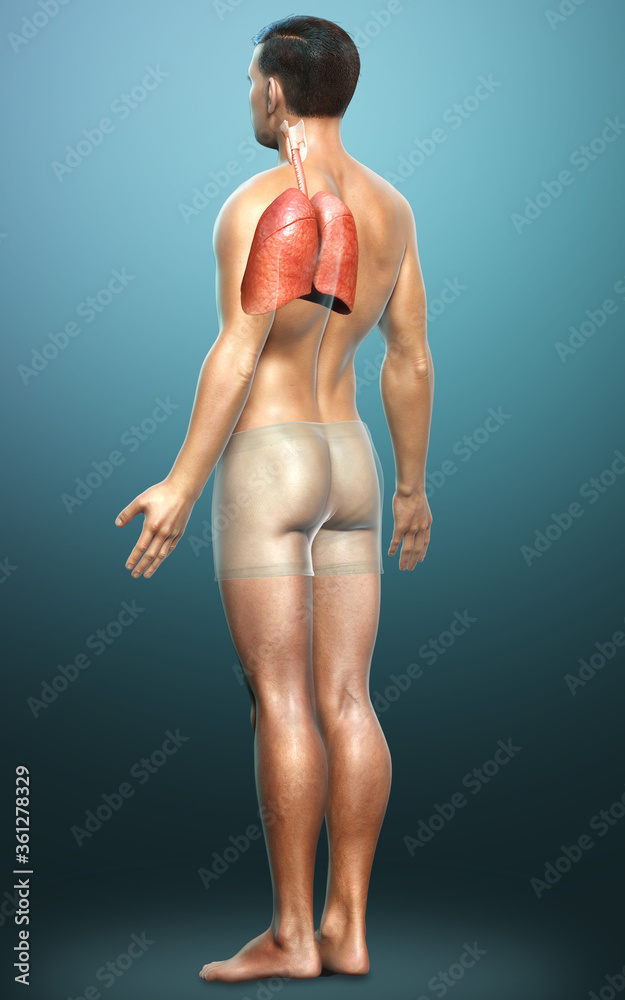 3d rendered, medically accurate illustration of a male lung anatomy 3d rendered, medically accurate illustration of a male lung anatomy