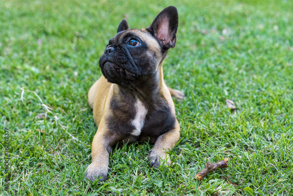 french bulldog puppy