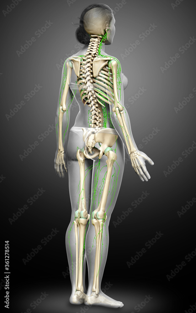 3d rendered medically accurate illustration of a female lymphatic system 3d rendered medically accurate illustration of a female lymphatic system