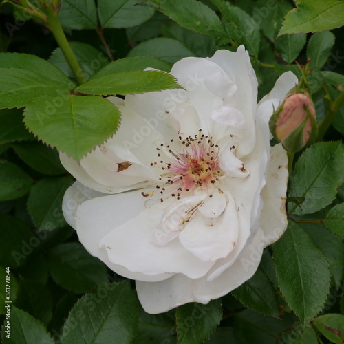 White Flowering JACQUELINE DU PRÉ Rose