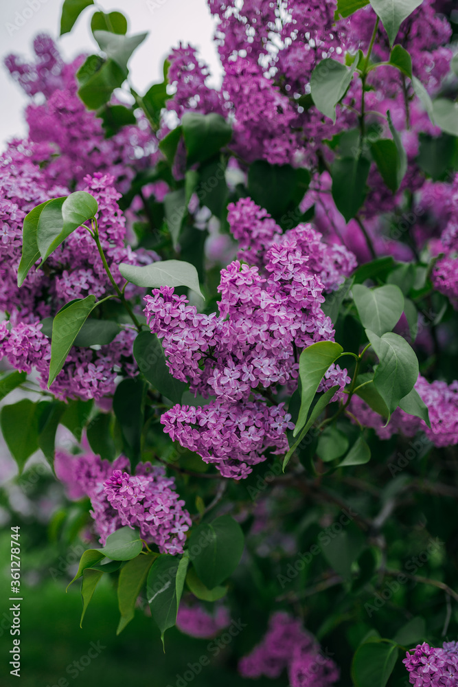 Lilac blossom, purple flowers, spring time and lilac tree flowering.