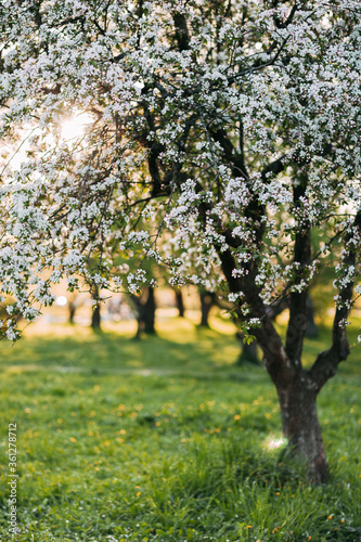 Apple tree blossom, spring time, green leaves of apple tree on sunset.