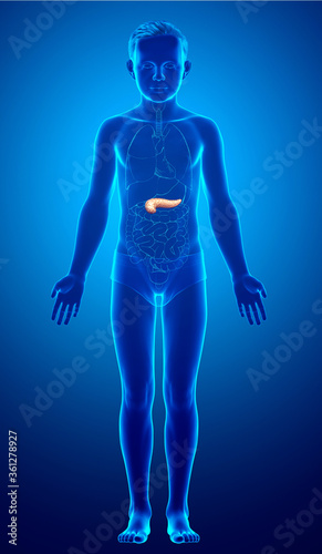 3d rendered, medically accurate illustration of a young girl pancreas