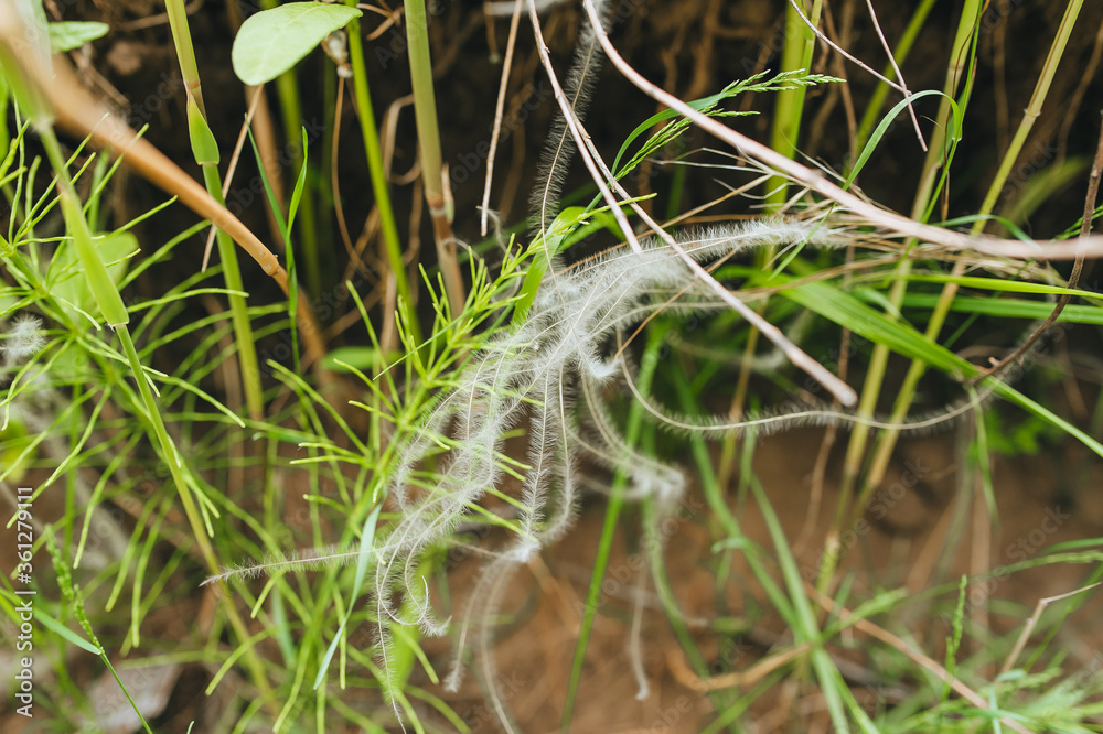 Obraz premium Rare, endangered plant feather grass closeup in nature. Photography, concept.