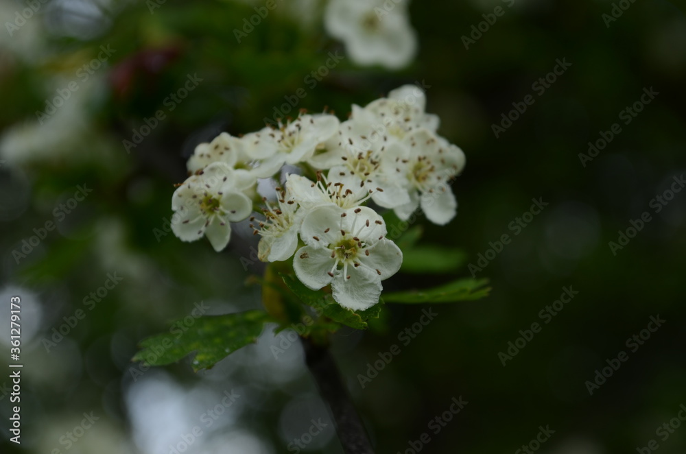 White flowers of Crataegus monogyna plant, known as hawthorn or single-seeded hawthorn ( may, mayblossom, maythorn, quickthorn, whitethorn, motherdie, haw ) White flowers of Crataegus monogyna plant, known as hawthorn or single-seeded hawthorn ( may, mayblossom, maythorn, quickthorn, whitethorn, motherdie, haw )
