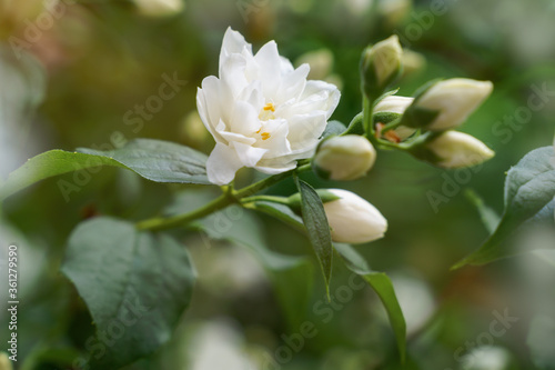 Jasmine White flowers on blurry green floral background bush