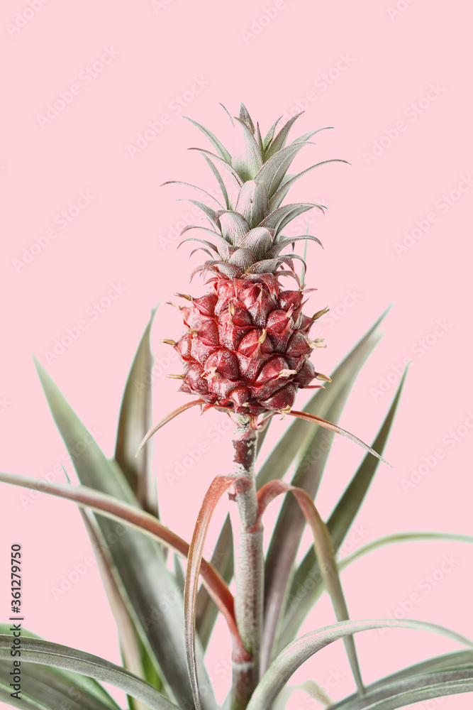 Growing pineapple on pink background. Photo template Growing pineapple on pink background. Photo template