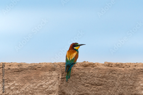 Golden bee eater on fence photo