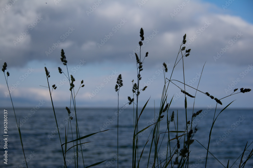 Obraz premium Grass spikelets on a background of the sea