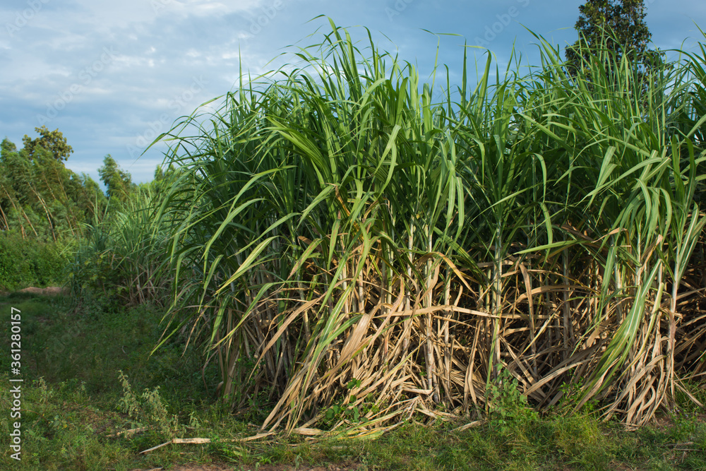 Sugarcane field at sunset in farm,soft focus. Sugarcane field at sunset in farm,soft focus.