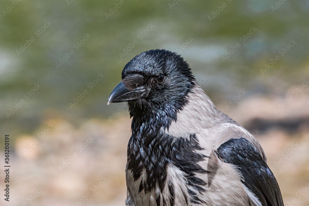 Fototapeta premium Hooded Crow (Corvus cornix) in park, Central Russia