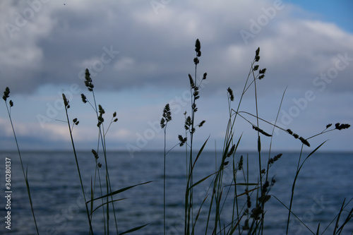 
Grass spikelets on a background of the sea