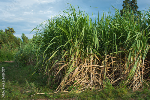 Fototapeta Naklejka Na Ścianę i Meble -  Sugarcane field at sunset in farm,soft focus.