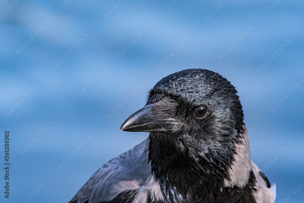 Hooded Crow (Corvus cornix) in park, Central Russia Hooded Crow (Corvus cornix) in park, Central Russia