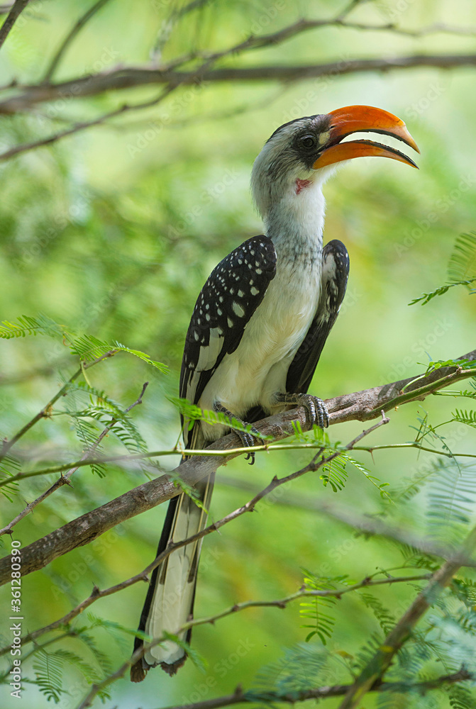 Jacksons Hornbill only found in North West Kenya and North East Uganda, Tockus jacksoni, Kenya, Africa Jacksons Hornbill only found in North West Kenya and North East Uganda, Tockus jacksoni, Kenya, Africa
