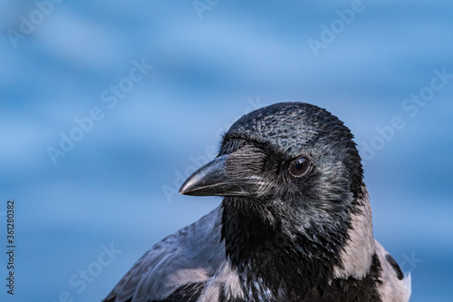 Hooded Crow (Corvus cornix) in park, Central Russia
