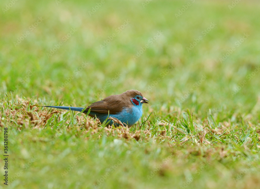 Red-cheeked Cordonbleu at Maasai Mara National Reserve, Uraeginthus bengalus, Kenya, Africa Red-cheeked Cordonbleu at Maasai Mara National Reserve, Uraeginthus bengalus, Kenya, Africa