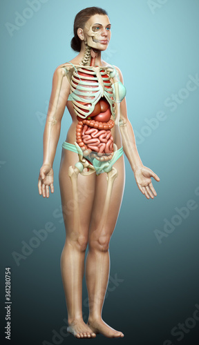 3d rendered medically accurate illustration of female Internal organs and skeleton system