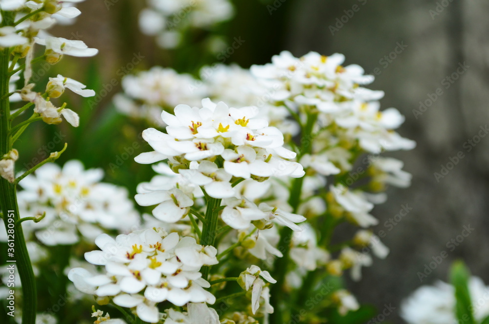 Optimistic background with small white flowers Optimistic background with small white flowers
