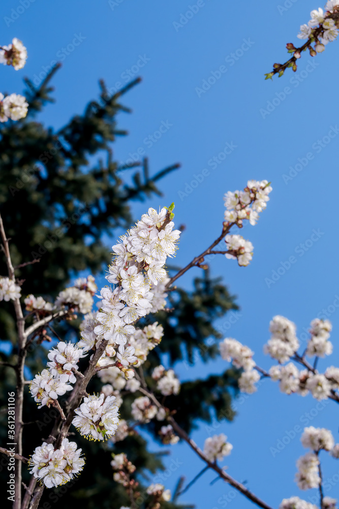 Apricot (Armeniaca vulgaris) in orchard in spring Apricot (Armeniaca vulgaris) in orchard in spring