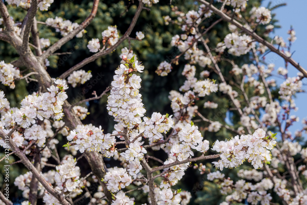 Apricot (Armeniaca vulgaris) in orchard in spring Apricot (Armeniaca vulgaris) in orchard in spring