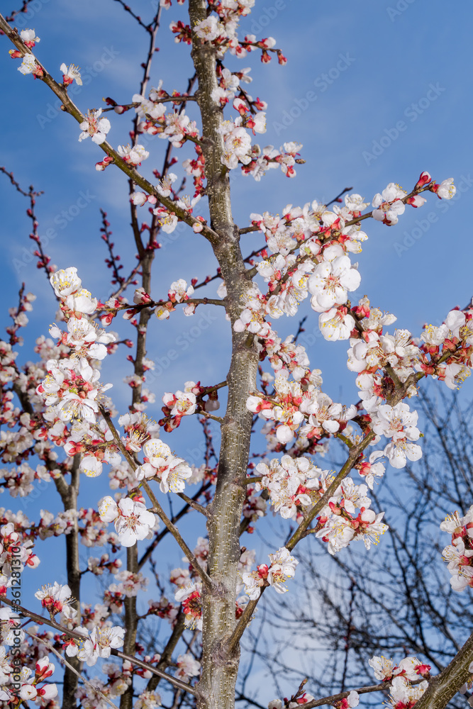 Apricot (Armeniaca vulgaris) in orchard in spring Apricot (Armeniaca vulgaris) in orchard in spring