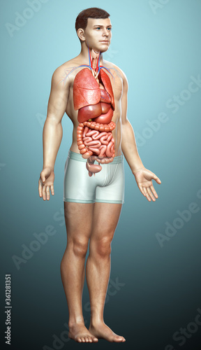 3d rendered medically accurate illustration of male Internal organs