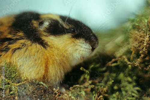 Nature reserve "Laplandsky". The norwegian lemming (Lemmus lemmus). Murmansk region.